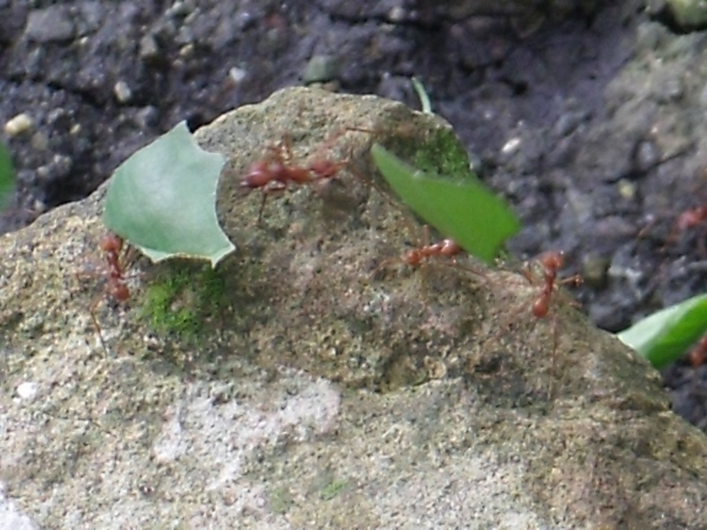 leafcutter ant