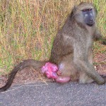 baboon sexual swelling