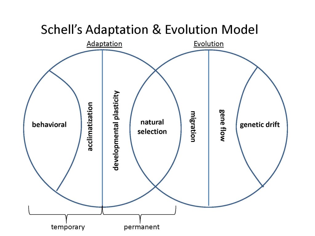 Schell's Adaptation & Evolution Model