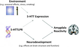 Association between 5-HTTLPR, 5-HTT availability, & amygdala reactivity