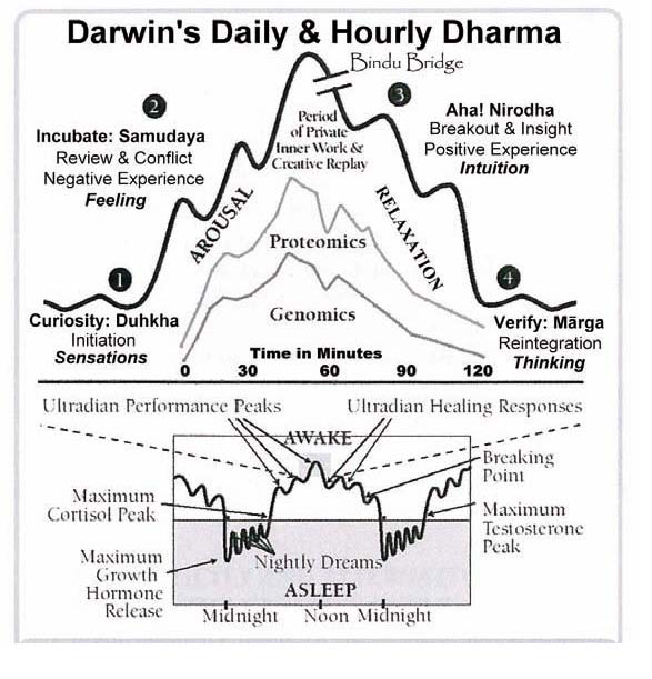 Ernest Rossi's "Darwin's Daily & Hourly Dharma" (from Rossi, Schirmer, & Rossi 2010, European Journal of Clinical Hypnosis, 10(1):63).