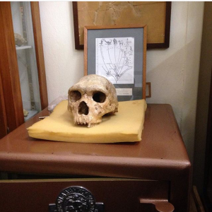 We got to see the real Petralona skull (160-200kyo) in the Geology Dept in Aristotle University.