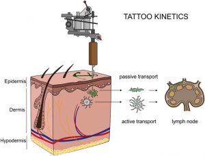 Upon injection of tattoo inks, particles can be either passively transported via blood and lymph fluids or phagocytized by immune cells and subsequently deposited in regional lymph nodes. After healing, particles are present in the dermis and in the sinusoids of the draining lymph nodes. The picture was drawn by the authors (i.e., C.S.).1SCIentIFIC REPORTS | 7: 11395 | DOI:10.1038/s41598-017-11721-z