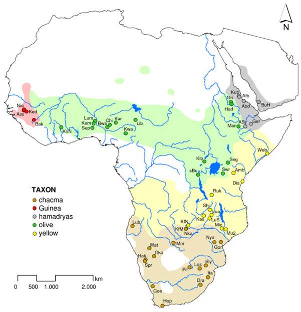 Savanna baboon distribution